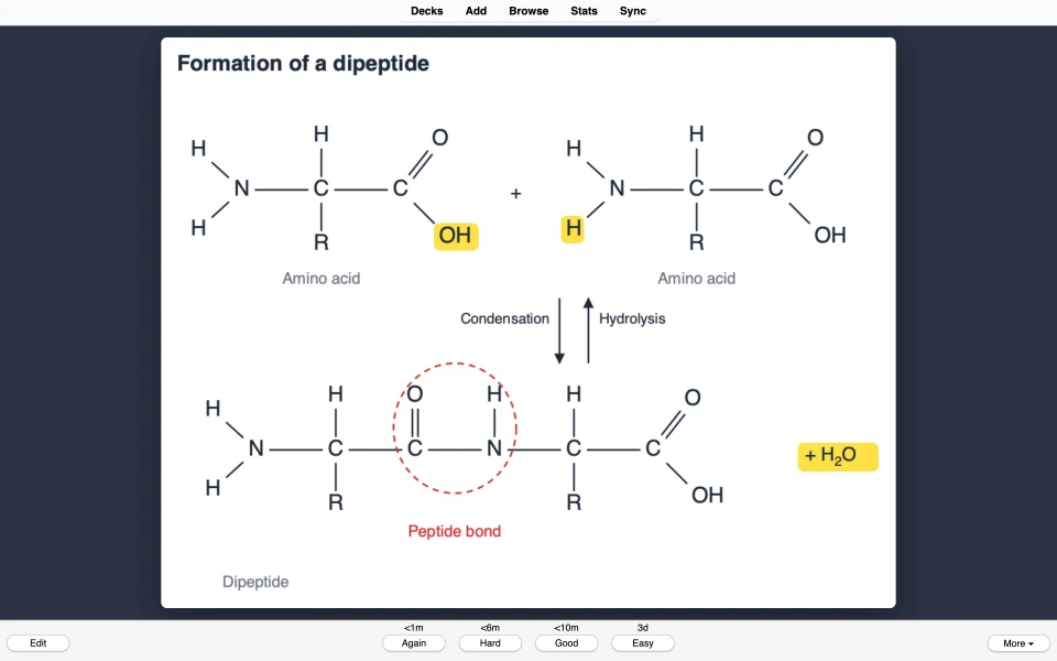 Close-up of the dipeptide diagram, with the peptide bond circled and the water highlighted.