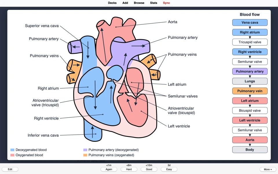 Close-up of the redrawn heart diagram, colour-coded for oxygenated and deoxygenated blood.