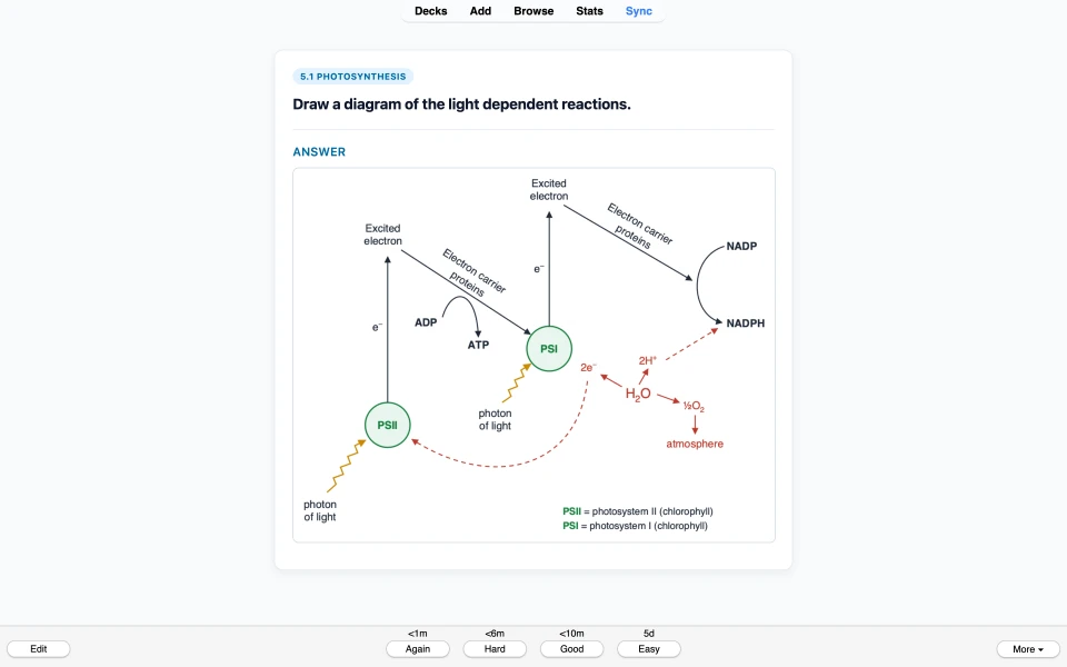 Answer side: the light-dependent reactions, with photosystems I and II, electron carriers, ATP, NADPH and photolysis.