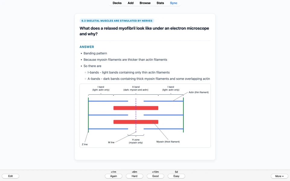 Card explaining the banding pattern of a relaxed myofibril, with a labelled sarcomere diagram.